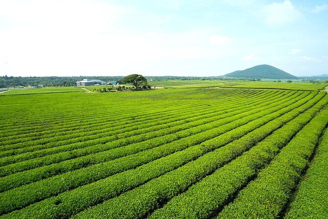 10day Small Group Discover Korea Tour : History, Food and Culture - Jeonju and makgeolli energy: Maisan, Tapsa pagodas, hanok village food, and a rice-wine supper