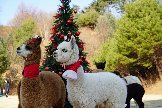 Alpaca, Nami, Eobi with Rail Bike or Strawberry - Key things that make this tour work