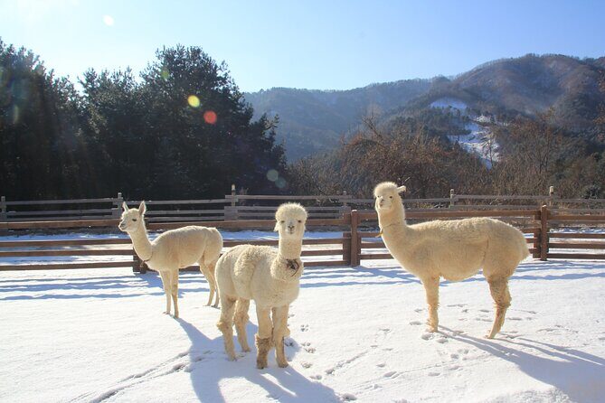 Alpaca, Nami, Eobi with Rail Bike or Strawberry - A winter day built around three classic stops