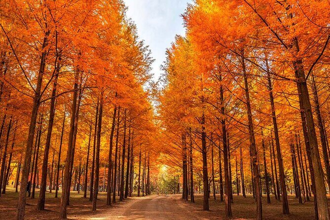 Alpaca, Nami, Petite Fr, Italian Village, Garden of Morning Calm - Nami Island: Winter Sonata trees and a walk you’ll remember