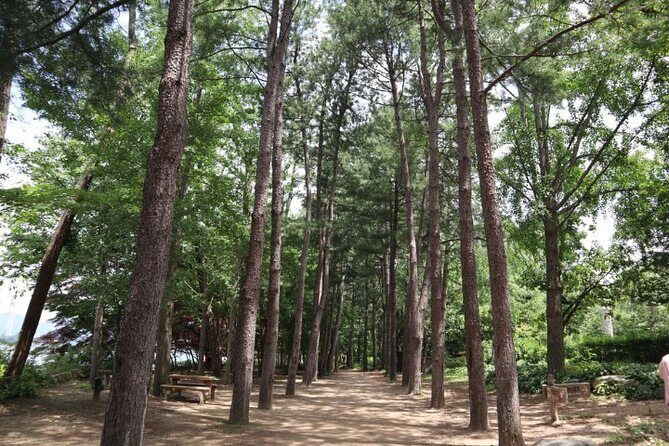 Alpaca World and Nami Island with Gangchon Rail Bike Tour - Seasonal expectations: when Nami Island shines most