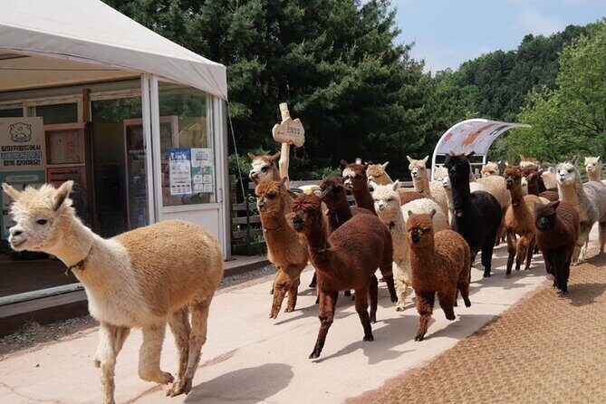 Alpaca World and Nami Island with Gangchon Rail Bike Tour - Price and value: is $65.45 a fair deal?