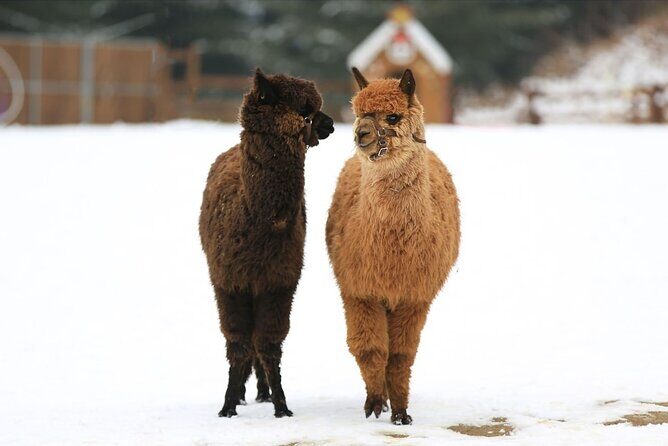 Alpaca World and Nami Island with Gangchon Rail Bike Tour - Nami Island: tree-lined walking that people still talk about