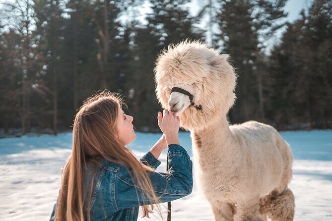 Alpaca World & Nami Island & Garden of Morning Calm One Day Tour - Who This Tour Fits Best (and Who Might Skip It)