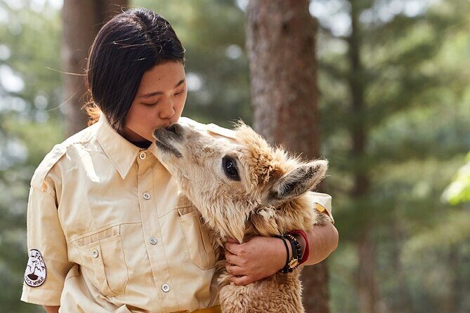 Alpaca World & Nami Island & Garden of Morning Calm One Day Tour - Price and Logistics: Worth It for the Long Ride