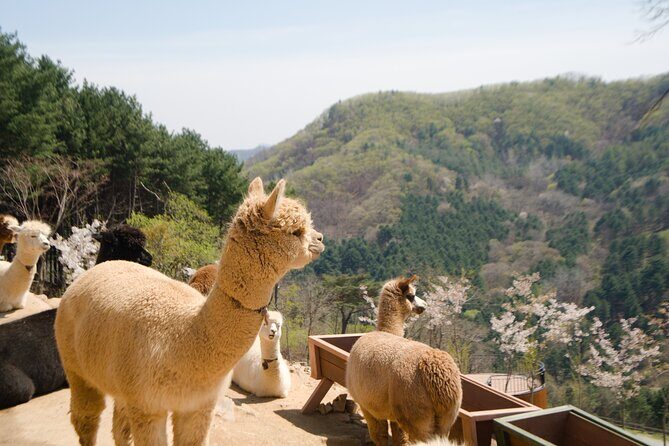 Alpaca World Tour with Nami Island (optional Railbike or Garden) - A simple Seoul day trip built around two big hits