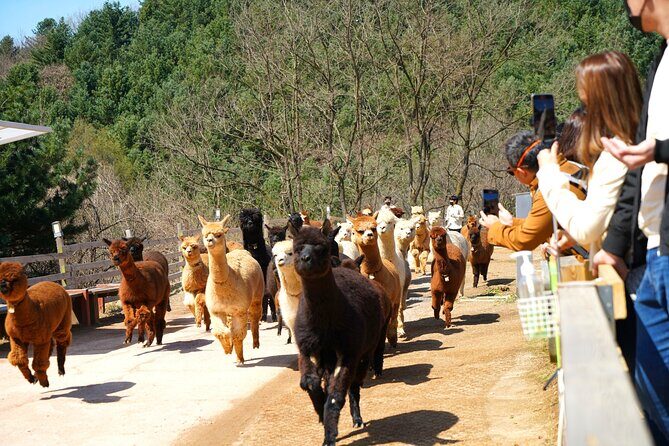 Alpaca World Tour with Nami Island (optional Railbike or Garden) - Optional add-on: Gangchon Rail Park rail bike on an old track