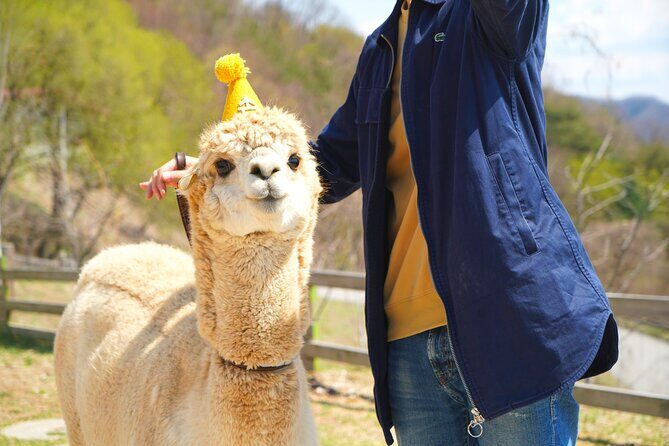 Alpaca World Tour with Nami Island (optional Railbike or Garden) - What your ticket covers (and what it doesn’t)