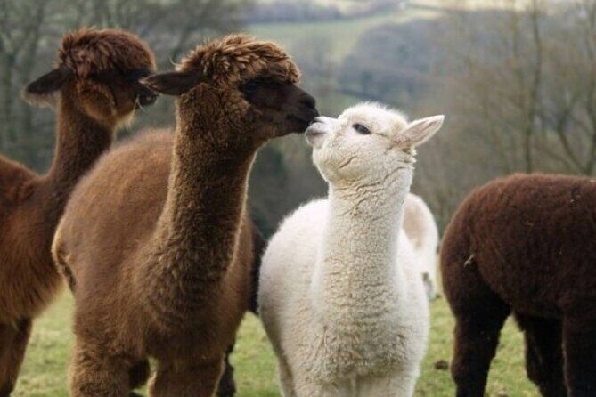 Alpaca World with Gangchon Rail Park One Day Tour - Who This Tour Fits Best (and Who Should Rethink It)