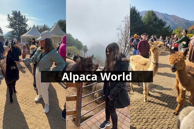 Alpaca World with Gangchon Rail Park One Day Tour - Price and Value: When $86.20 Makes Sense