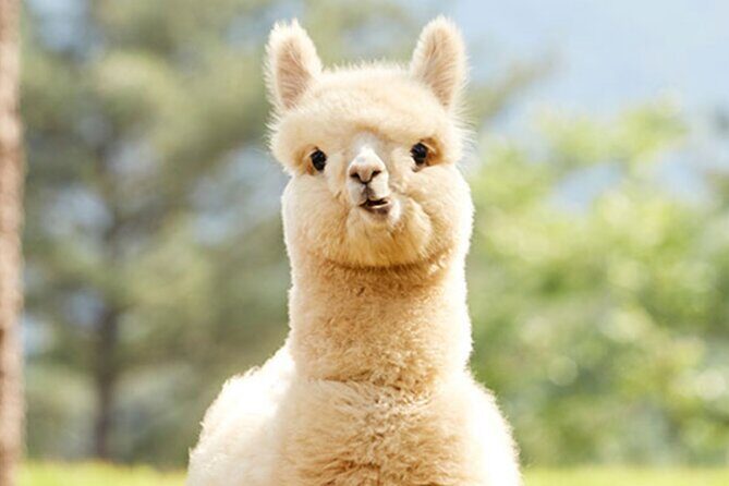 Alpaca World with Gangchon Rail Park One Day Tour - What to Bring (and What to Skip)