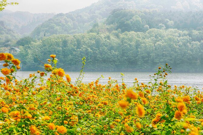 Day Trip to Nami Island with Rail bike and The Garden of Morning Calm - Price and value: what you’re paying for