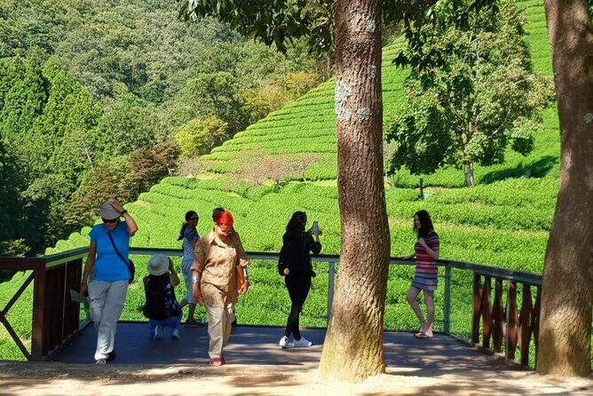 Discover Western Korea in 4days: All-Inclusive Experience - Day 3 in Boseong and Suncheon Bay: tea terraces and wetlands that feel truly big