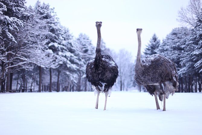 Elysian Gangchon Winter Ski with Nami Island Day Tour from Seoul - Group Size, Guides, and How the Day Feels