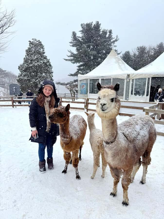 Eobi Ice Valley & Nami (+ Light Festival, Railbike, Alpaca) - Quick hits before you go