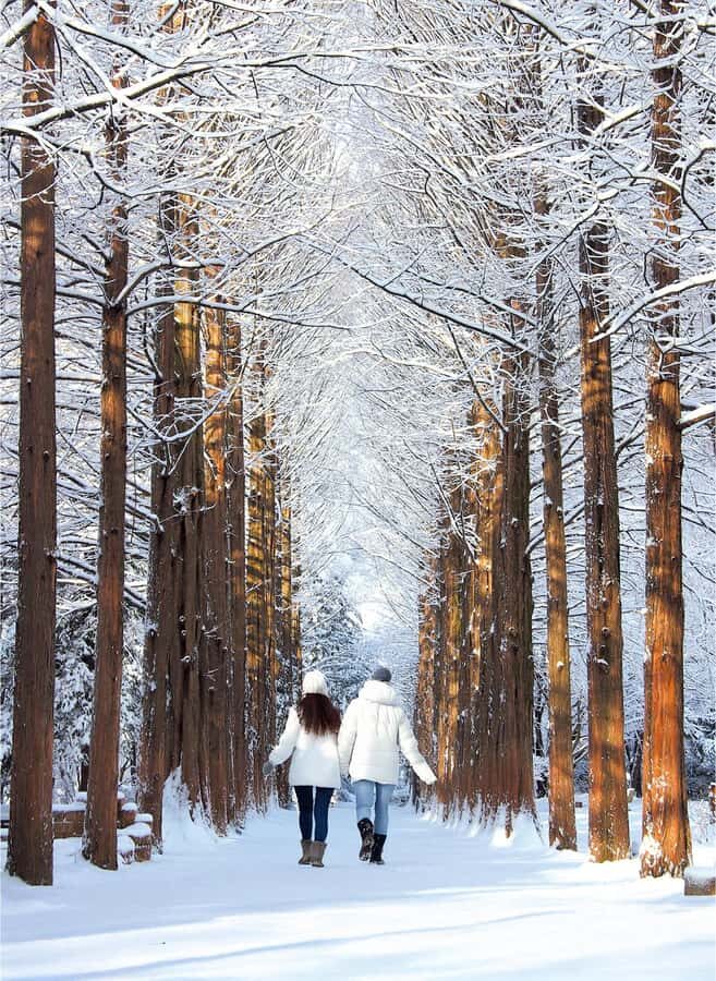 Eobi Ice Valley & Nami (+ Light Festival, Railbike, Alpaca) - Nami Island in winter: calm paths and movie-famous trees