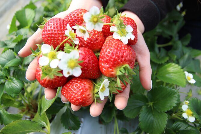 Eobi Valley(Winter), Strawberry, Nami Island & Railbike fr Seoul - A Winter Countryside Day Trip That Actually Feels One Day