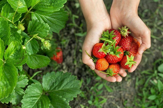 Eobi Valley(Winter), Strawberry, Nami Island & Railbike fr Seoul - Yangsu-ri Strawberry Farm: Picking Time and the Jam-Making Backup