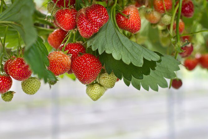 Eobi Valley(Winter), Strawberry, Nami Island & Railbike fr Seoul - Price and Value: Is $82.86 Worth a Long Day?