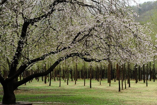 Eobi+Nami+Hanbok Tour with Rail Bike or Strawberry Option - Why this winter route is so easy to book