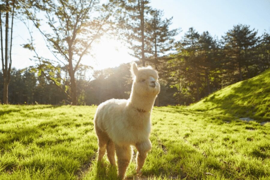 From Seoul: Full Day Trip to Alpaca Farm with Rail Bike - Vivaldi Park luge: rules for speed, plus what to expect