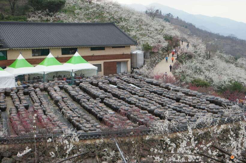 From Seoul: Korea Spring Cherry Blossom Day Tour - Key Highlights You’ll Actually Care About