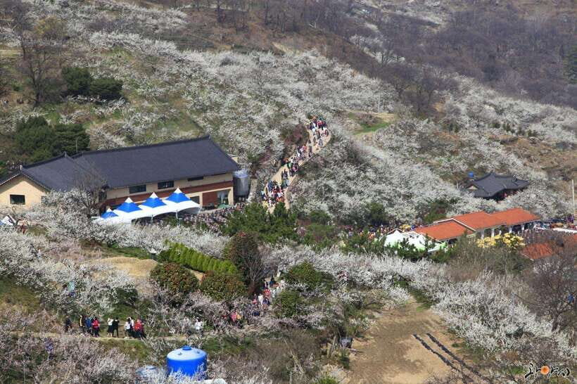 From Seoul: Korea Spring Cherry Blossom Day Tour - A Long Day Chasing Spring: Seoul Round-Trip to Gangwon Province