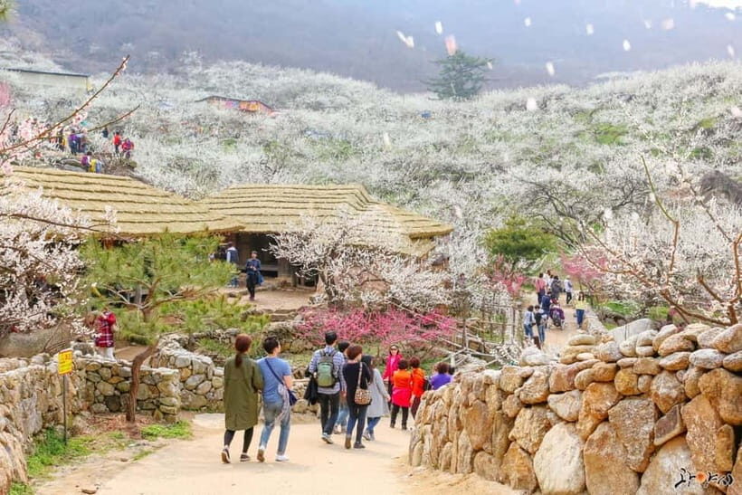 From Seoul: Korea Spring Cherry Blossom Day Tour - Gwangyang Maehwa Plum Village: The White-Blossom “Snow” Effect