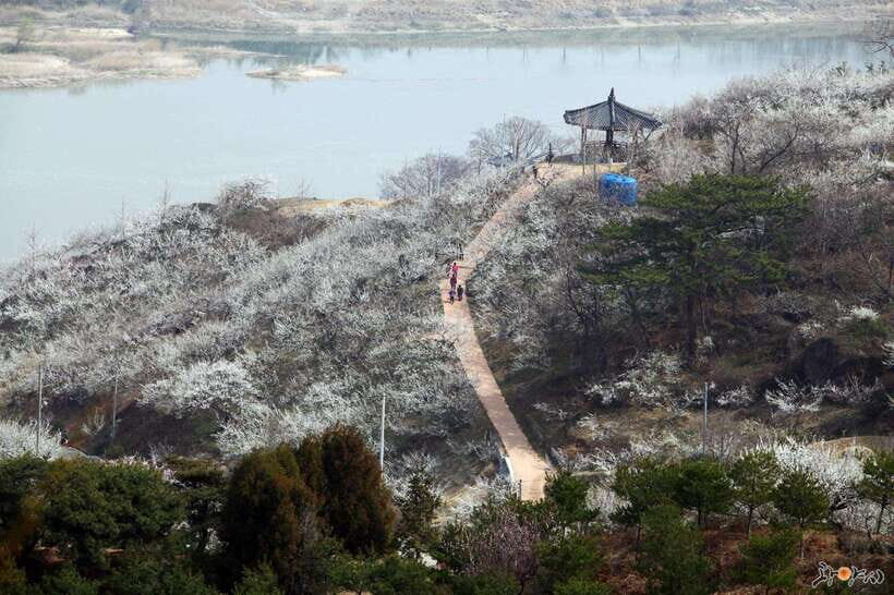 From Seoul: Korea Spring Cherry Blossom Day Tour - Price and Logistics: What $66 Covers (and What It Doesn’t)