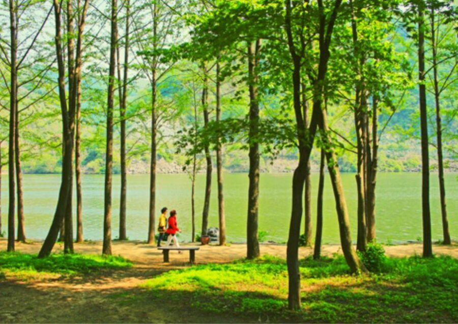From Seoul: Nami Island, K-drama Garden & Rail Bike Day Tour - Price and value: what $61 actually buys you