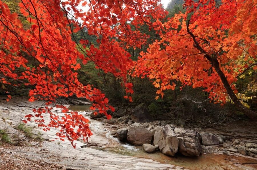 From Seoul: Seoraksan Mountain with Cable Car- Shuttle Bus - Mount Seorak in autumn: October color, plus the reality check