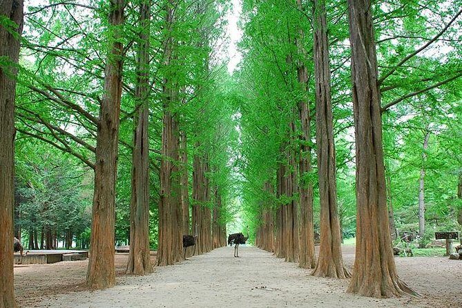 Full-Day Customizable Private Tour to Nami Island and surrounding Area - Gangchon Rail Park: Rail Bike scenery, plus an extra-cost decision
