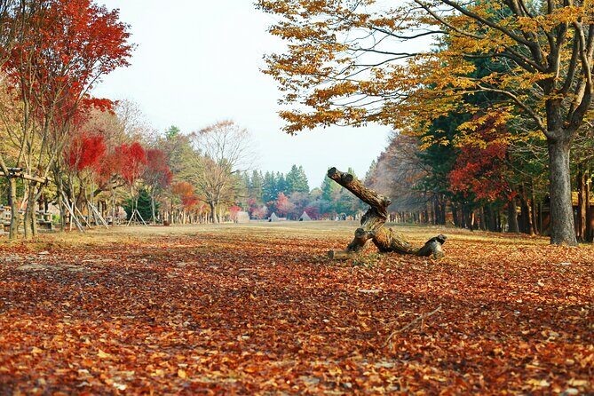 Full Day Private Tour Nami Island, Garden & Petite France - Nami Island: The Drama-Spot Walk and a Real Chance to Enjoy It