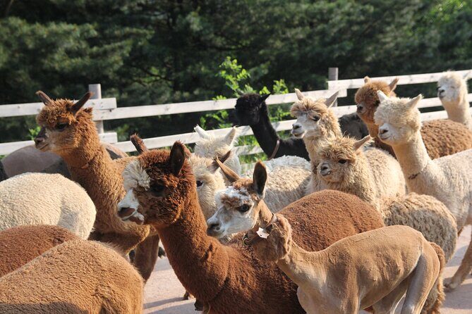 Full-Day Tour in Mt. Seorak & Nami (+Rail Bike Option) - Nami Island: Winter Sonata Walking Paths and Tree-Lined Calm