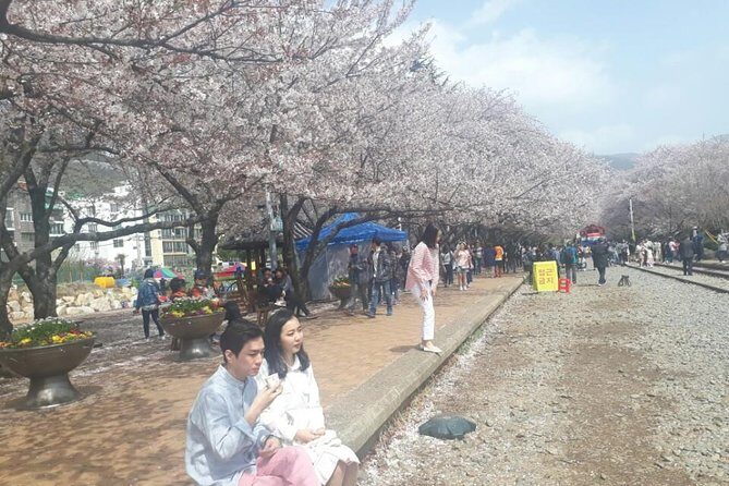 Jinhae Cherry Blossom + Busan Sunrise from Seoul - Starting from Seoul: getting to Haeundae without a routing headache