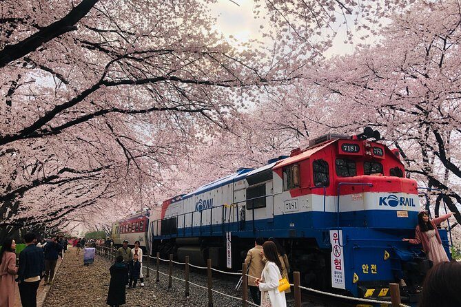 Jinhae Cherry Blossom + Busan Sunrise from Seoul - Transitioning from Busan to Jinhae: festival energy without arranging your own rides