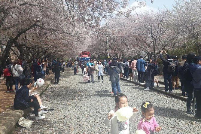 Jinhae Cherry Blossom + Busan Sunrise from Seoul - Gyeonghwa Station Cherry Blossom Road: second act, stronger chances to catch the look