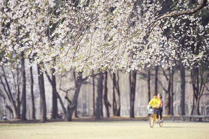 Mount Seorak and Nami Island One Day Tour from Seoul - The guides make or break the flow (and the names you’ll hear)