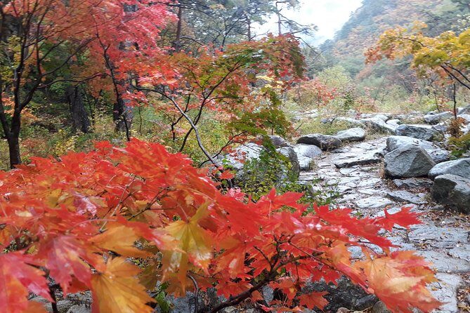 Mt. Seorak+Nami Island+Garden of Morning Calm Day Trip from Seoul - Garden of Morning Calm: the calm counterweight to a busy day