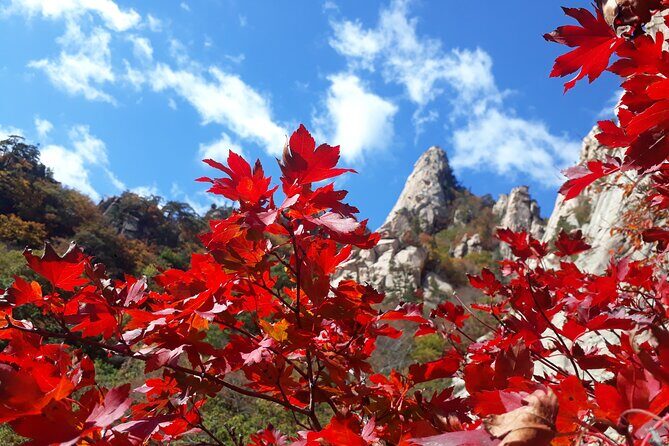 Mt. Seorak+Nami Island+Garden of Morning Calm Day Trip from Seoul - Pickup points and the road-trip reality from Seoul