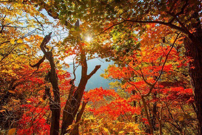 Naejangsan National Park Autumn Foliage One Day Tour from Seoul - The one-way shuttle bus: why this matters on a mountain day