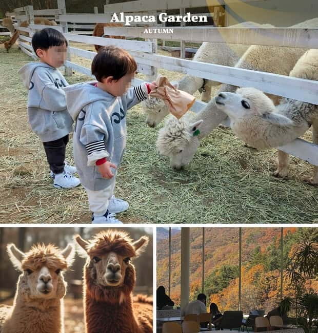 Nami Island, Railbike & Alpaca Garden Day Trip from Seoul - Key points worth your attention