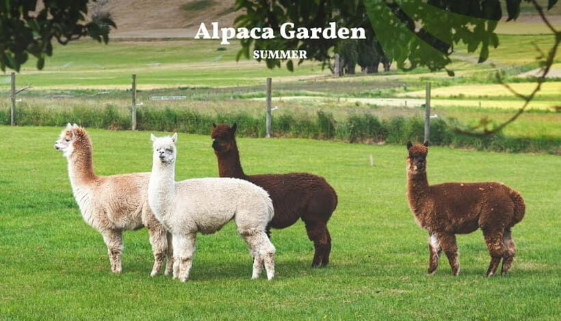 Nami Island, Railbike & Alpaca Garden Day Trip from Seoul - From Seoul to fall mode: what makes this day trip work