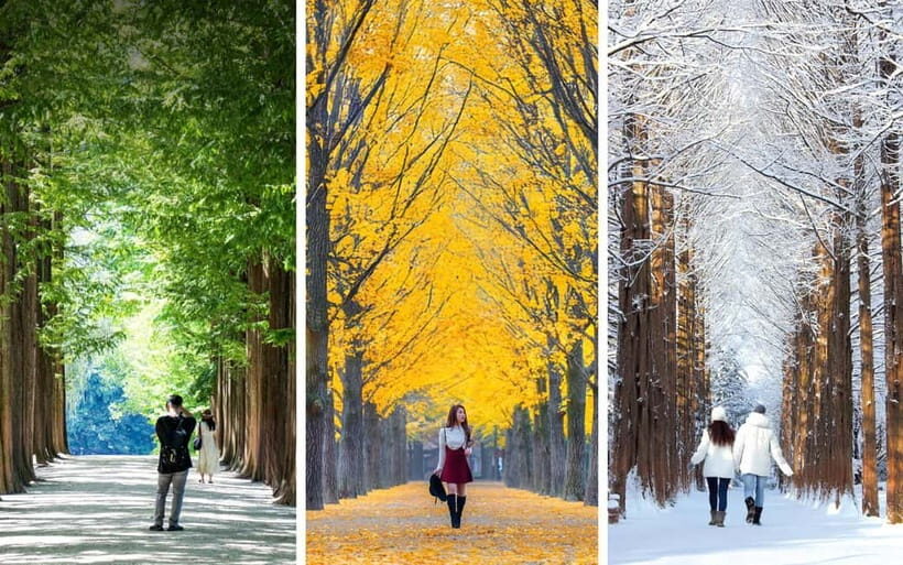 Nami Island, Railbike & Alpaca Garden Day Trip from Seoul - Guide matters: what a strong host changes on a long day