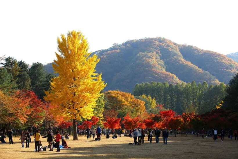Nami & Maple Road & Theatre des Lumieres Day Tour from Seoul - A Smart Seoul Break: Nature, Fall Color, and a Night Show