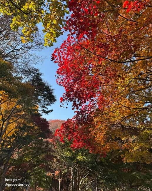 Nami & Maple Road & Theatre des Lumieres Day Tour from Seoul - Price and Value: Why $56 Can Be a Good Deal