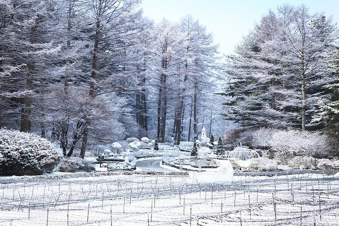 One Day Private Tour-Nami, Petite and Garden of Morning Calm - Stop 1: Nami Island in 3 hours of drama-and-nature vibes
