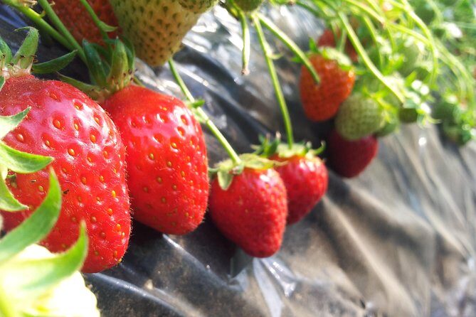 [Perfect Private Tour] Nami island, Petite France and Organic Strawberry Farm - Private Day Trip From Seoul: Why This One Feels Effortless