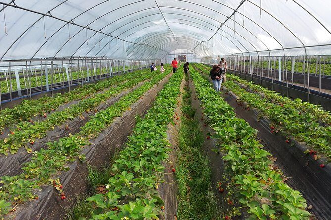 [Perfect Private Tour] Nami island, Petite France and Organic Strawberry Farm - Price and Who It’s Best For