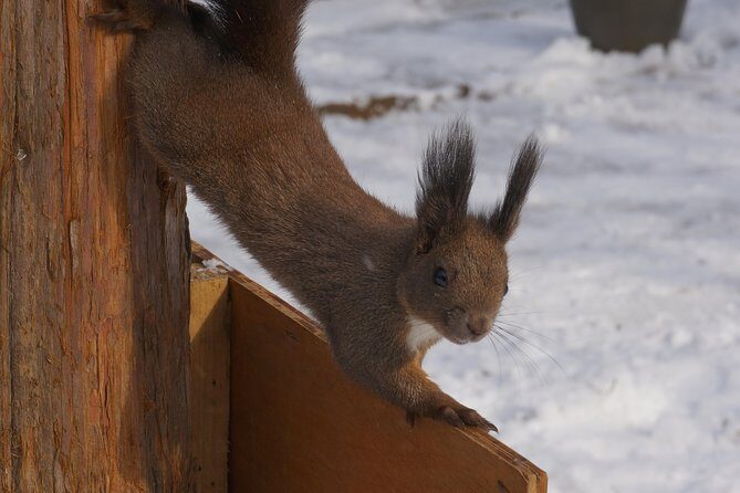 Private Tour: Nami Island& (Alpaca World 'or' Morning Calm)&Lunch - Lunch included: the simple way to avoid timing headaches
